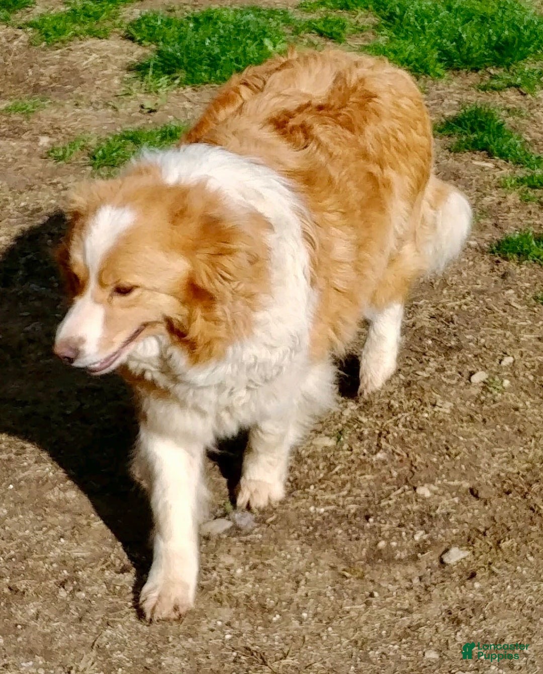 Border Collie dogs for sale: Slick - Image 5