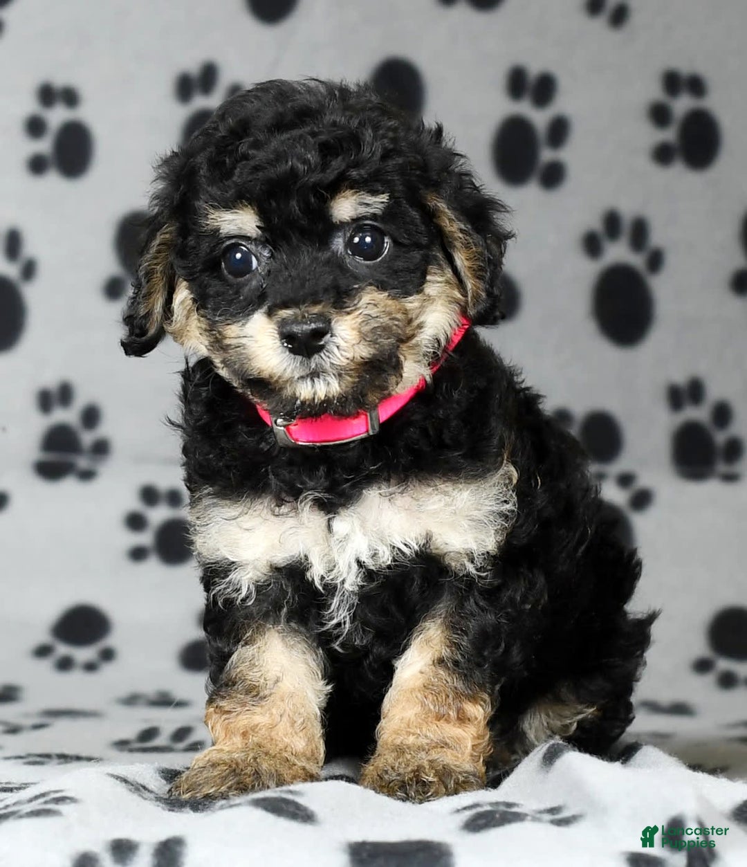 Miniature Poodle dogs for sale: Ellie - Image 8