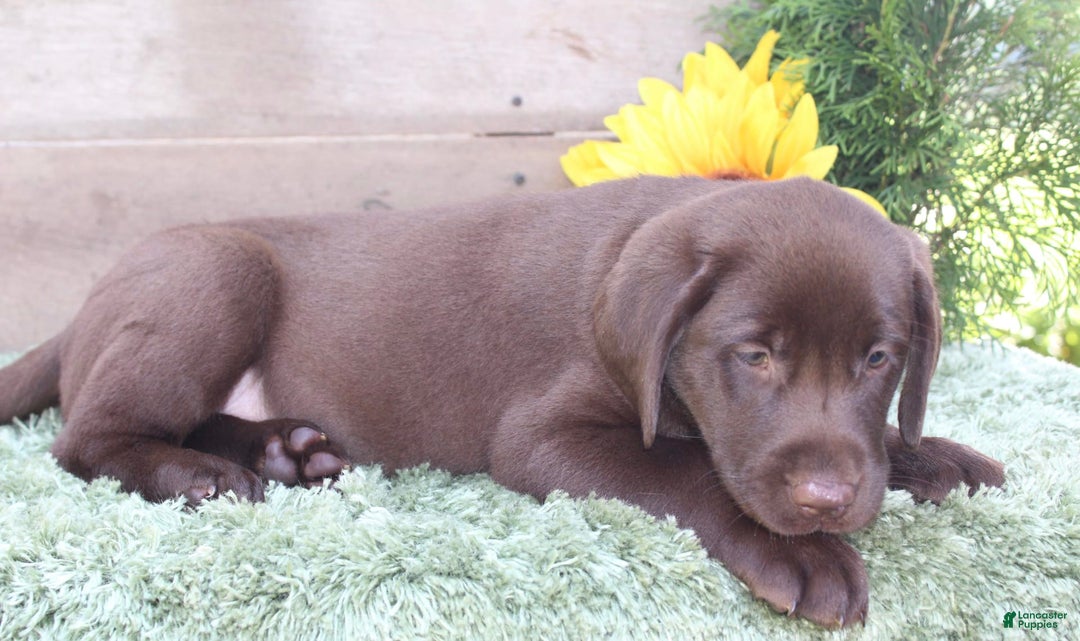 Labrador Retriever dogs for sale: Prince - Image 2