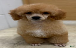 Miniature Poodle dogs for sale: Oliver - Image 4