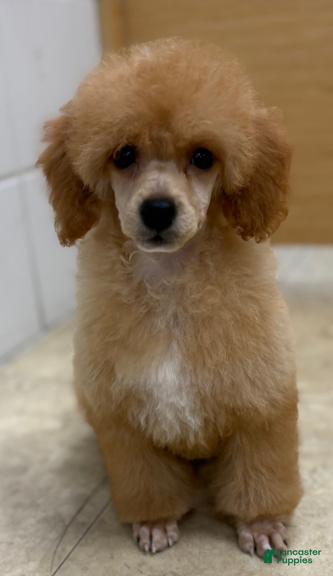 Miniature Poodle dogs for sale: Oliver - Image 4