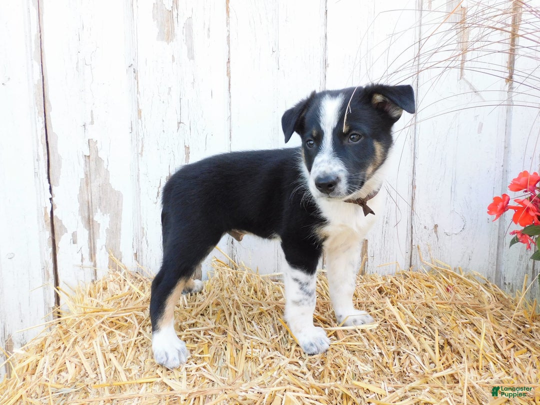 Australian Cattle Dog dogs for sale: Tootsie - Image 6