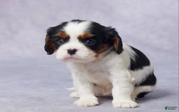 Cavalier King Charles Spaniel dogs for sale: Betty - Image 3