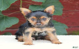 Yorkshire Terrier dogs for sale: Mason - Image 3