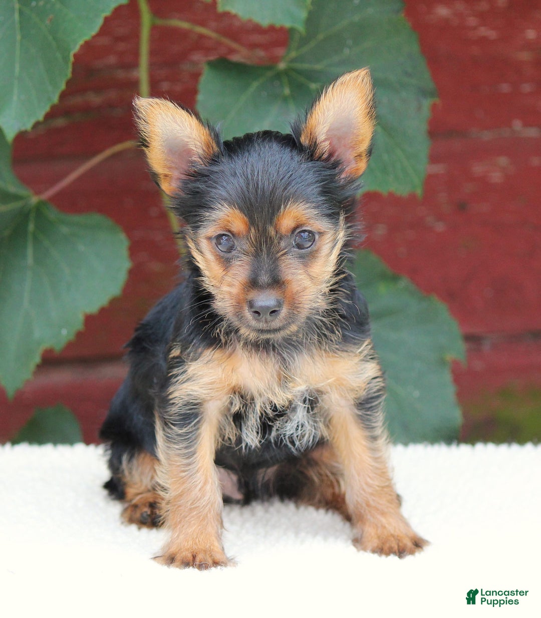 Yorkshire Terrier dogs for sale: Mason - Image 3
