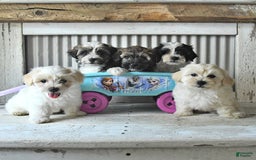 Maltipoo dogs for sale: Maverick - Image 5