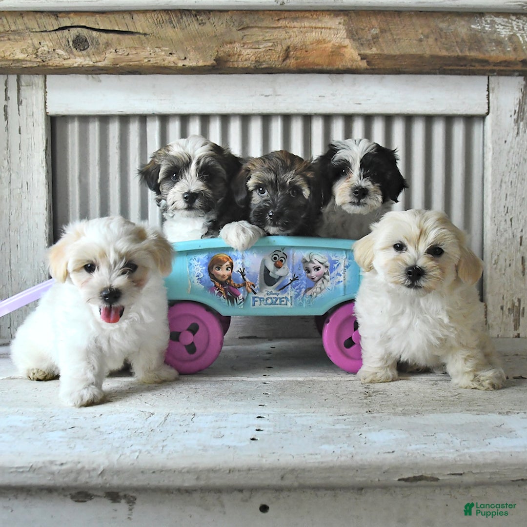 Maltipoo dogs for sale: Maverick - Image 5