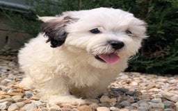 Teddy Bear dogs for sale: Custard - Image 13