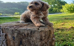 Cavapoo dogs for sale: Muffy - Image 2