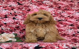 Cockapoo dogs for sale: Elaina - Image 8