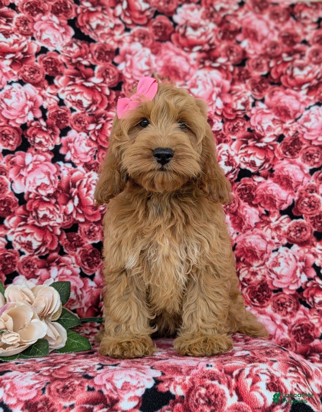 Cockapoo dogs for sale: Elaina - Image 8