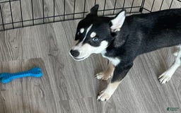 Alaskan Klee Kai dogs for sale: Naymeria - Image 15
