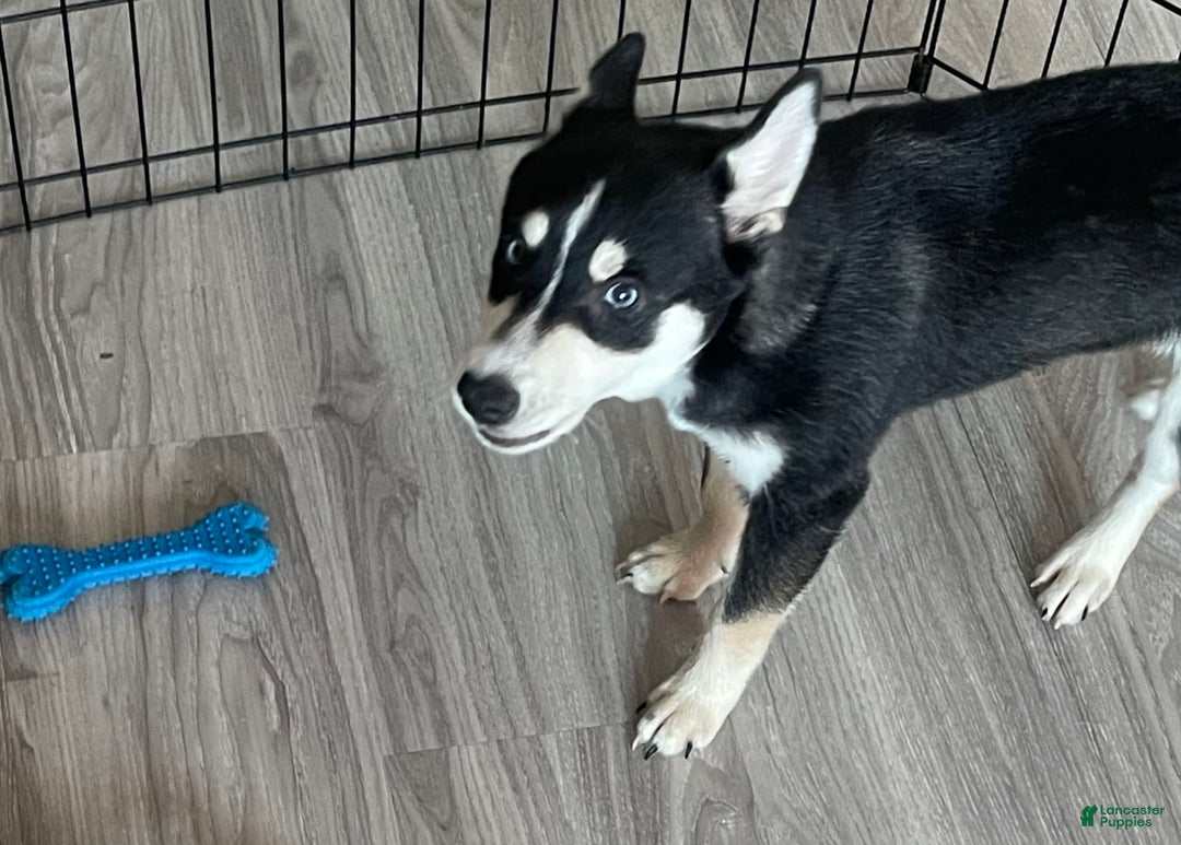 Alaskan Klee Kai dogs for sale: Naymeria - Image 15