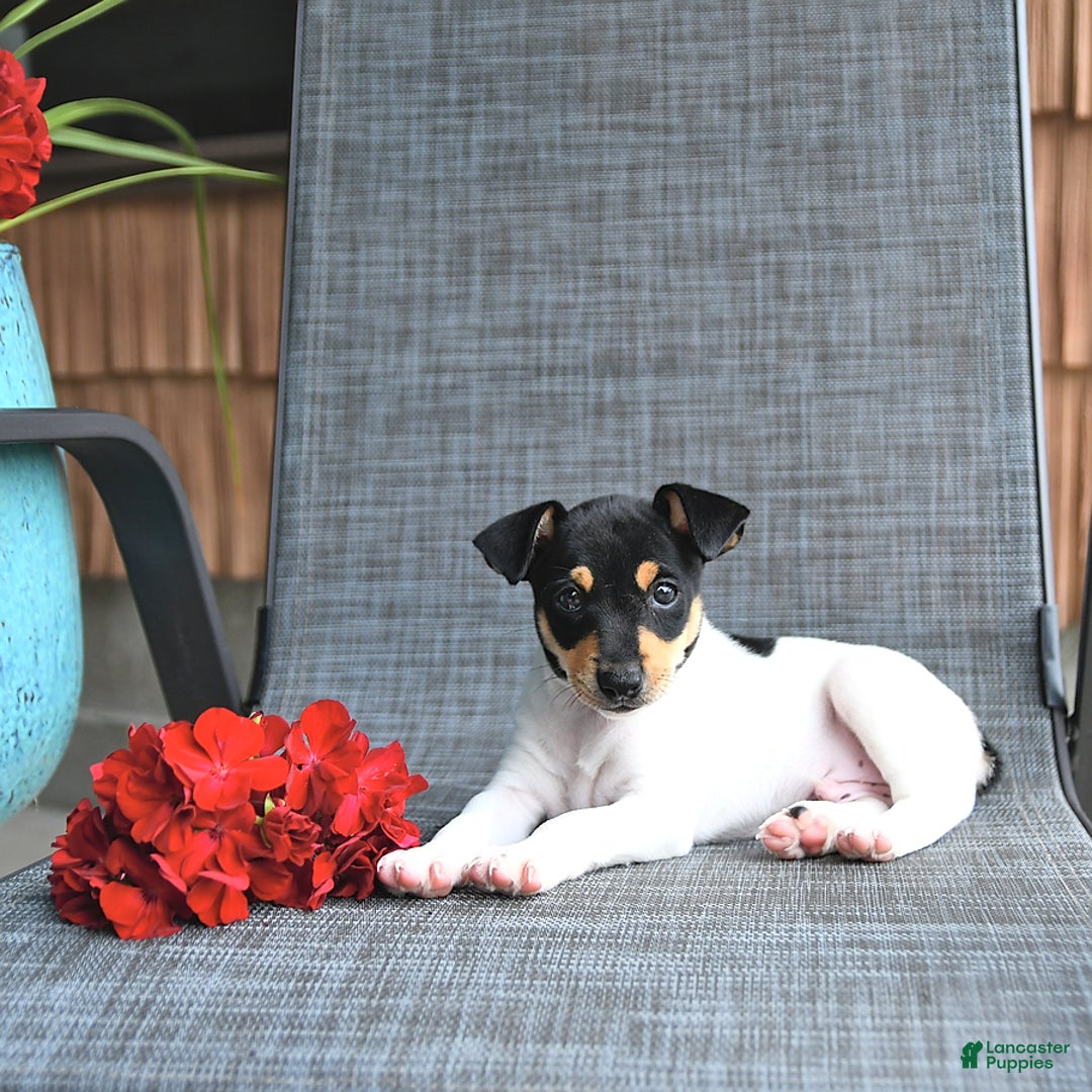 Toy Fox Terrier dogs for sale: Felix - Image 1