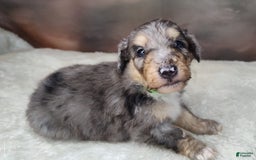 Shetland Sheepdog dogs for sale: Orbit - Image 7
