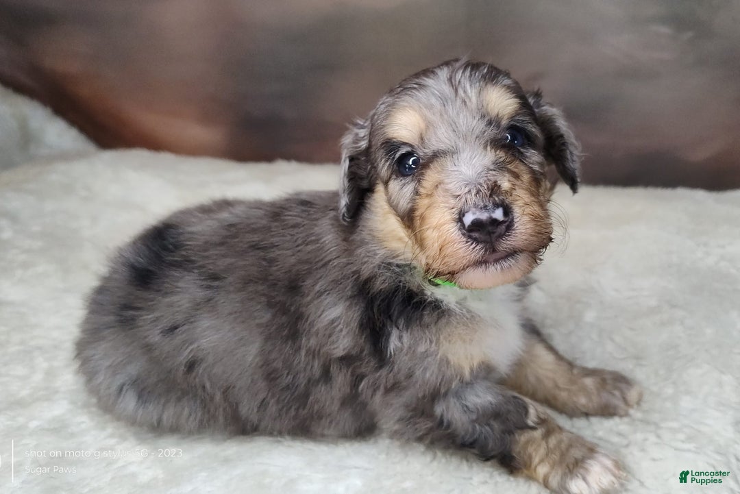 Shetland Sheepdog dogs for sale: Orbit - Image 7