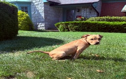 American Staffordshire Terrier dogs for sale: Galinda - Image 6