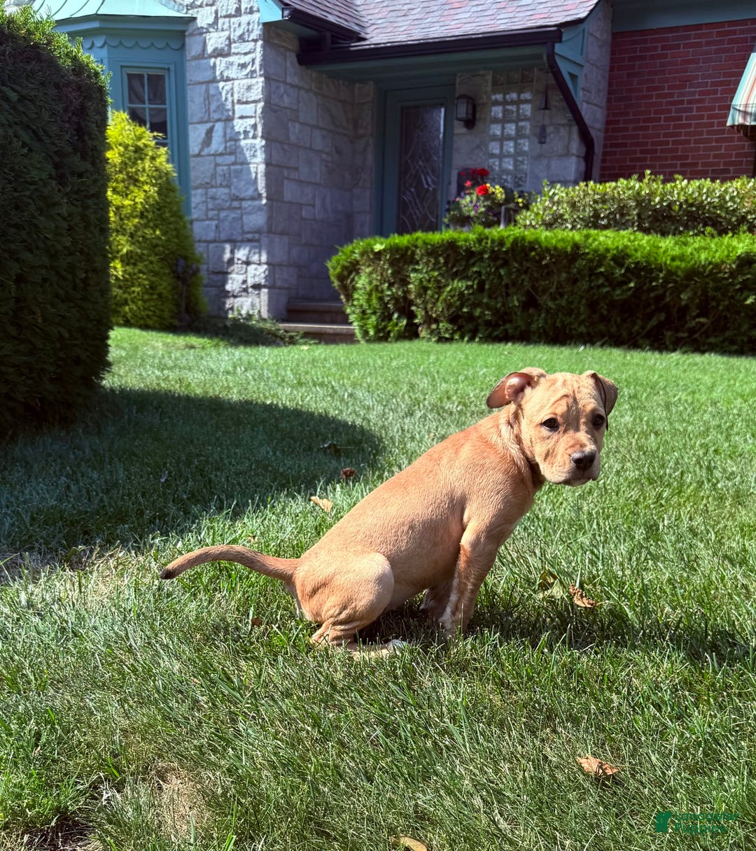 American Staffordshire Terrier dogs for sale: Galinda - Image 6