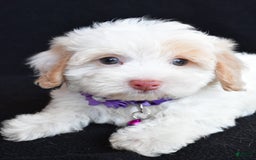 Havapoo dogs for sale: Michelle - Image 4