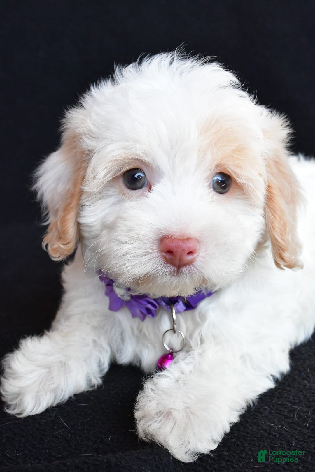 Havapoo dogs for sale: Michelle - Image 4