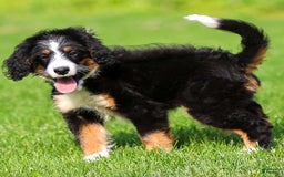Mini Bernedoodle dogs for sale: Rue - Image 19