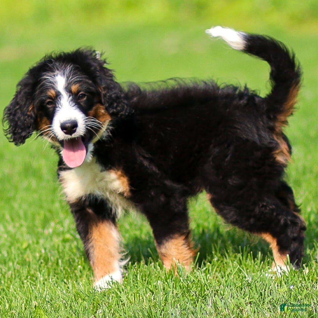 Mini Bernedoodle dogs for sale: Rue - Image 19