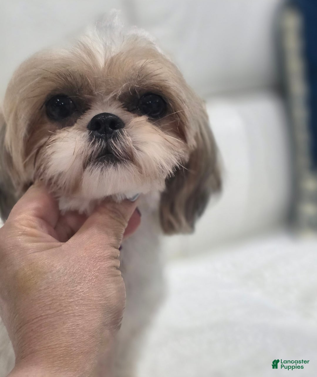 Shih Tzu dogs for sale: Ameera Imperial Shih Tzu - Image 2