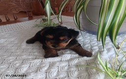 Yorkshire Terrier dogs for sale: Twinkle - Image 2