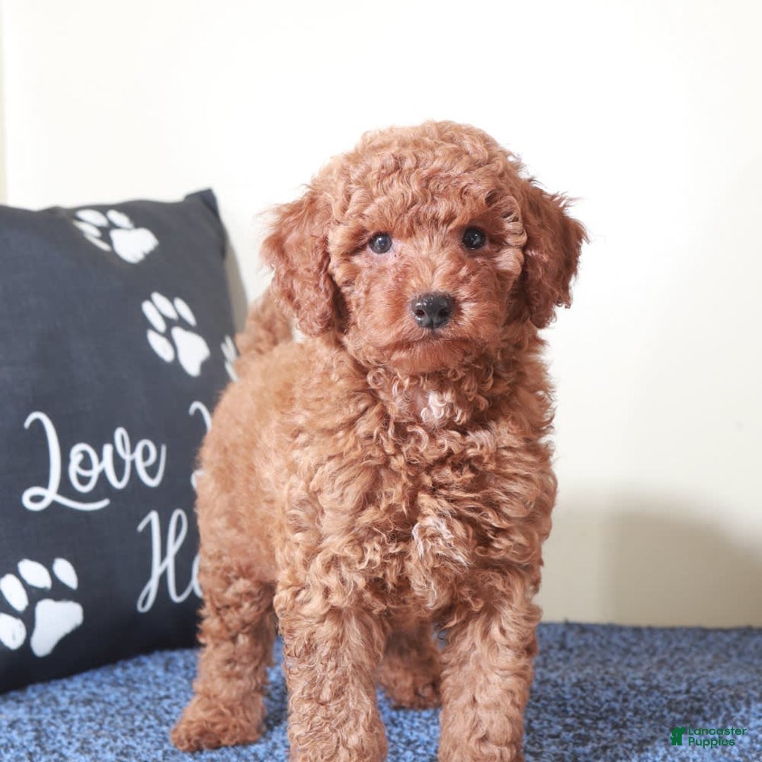  dogs for sale: Mini Goldendoodle 2 puppies - Image 10