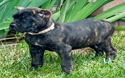 Cane Corso dogs for sale: Bonnie - Image 11