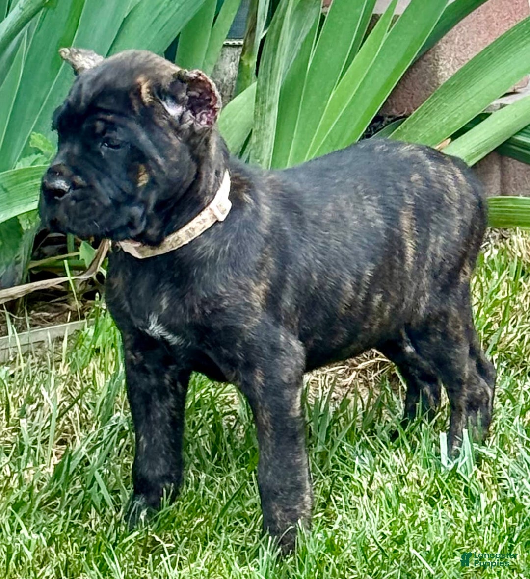 Cane Corso dogs for sale: Bonnie - Image 11