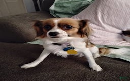 Papillon dogs for sale: Miguel - Image 3