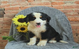 Greater Swiss Mountain Dog dogs for sale: Robin - Image 3