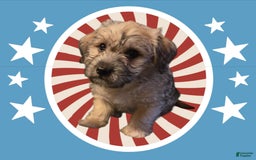 Morkie dogs for sale: Liam - Image 2