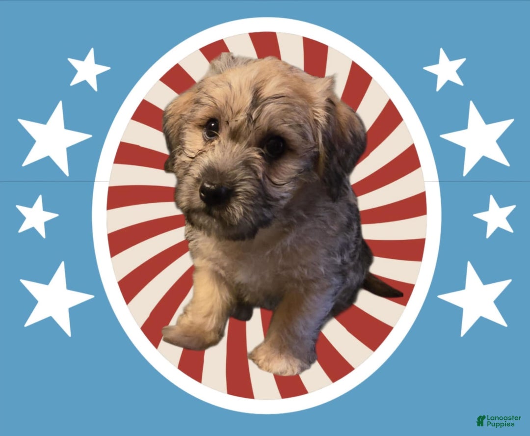 Morkie dogs for sale: Liam - Image 2