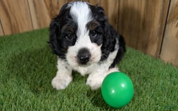 Cavapoo dogs for sale: Missy Boy 2 - Image 4