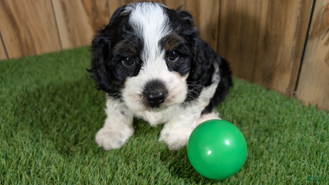 Cavapoo dogs for sale: Missy Boy 2 - Image 4