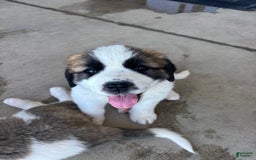 Saint Bernard dogs for sale: Jane Doe2 - Image 2