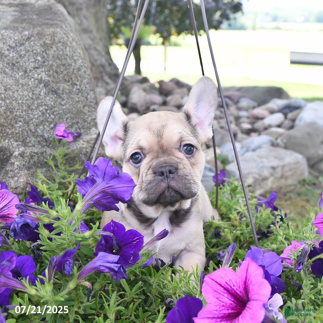 French Bulldog dogs for sale: Fifi - Image 2