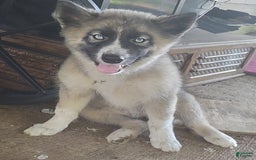 Siberian Husky dogs for sale: Kaya - Image 9