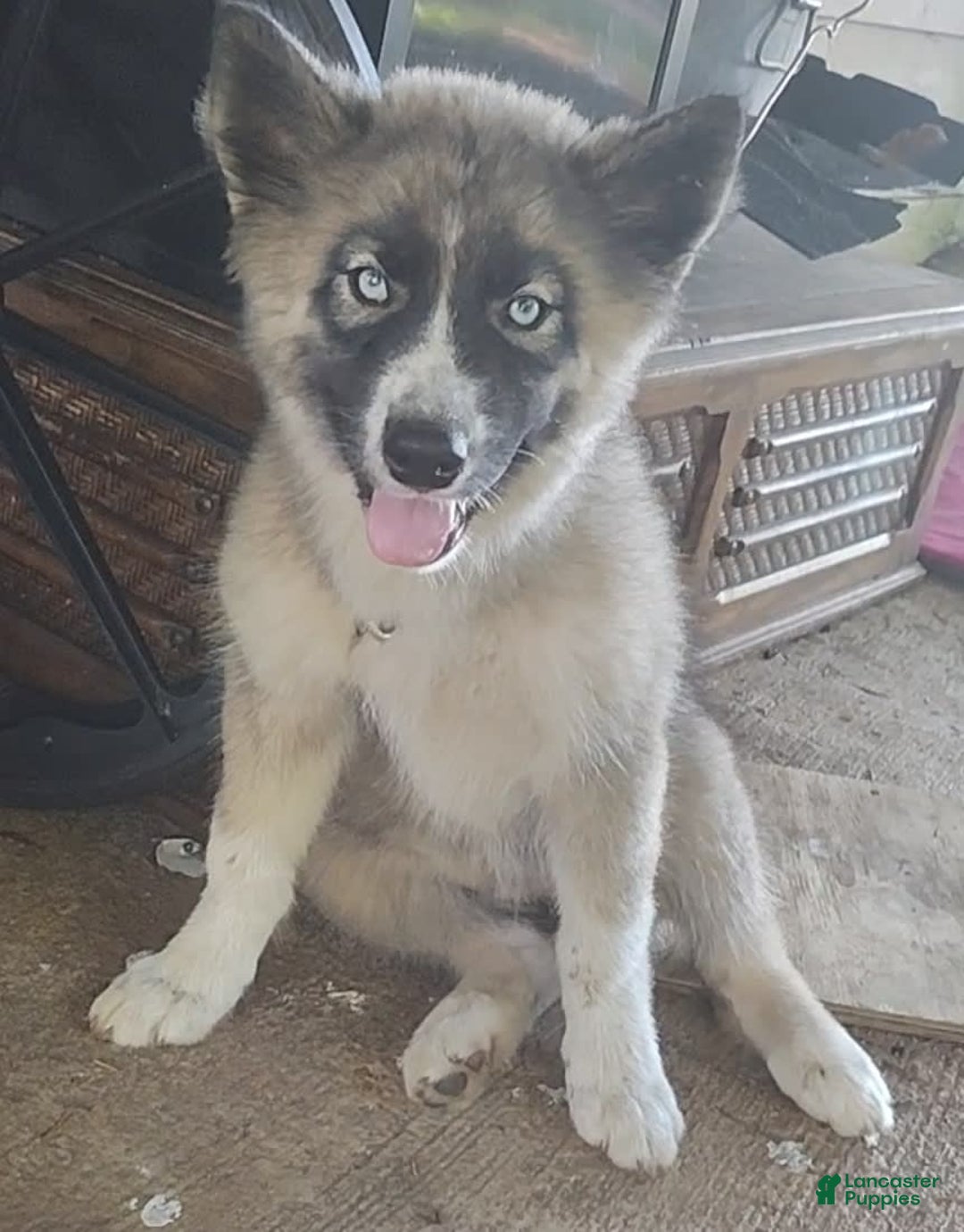 Siberian Husky dogs for sale: Kaya - Image 9