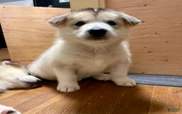 Alaskan Malamute dogs for sale: Denali - Image 2