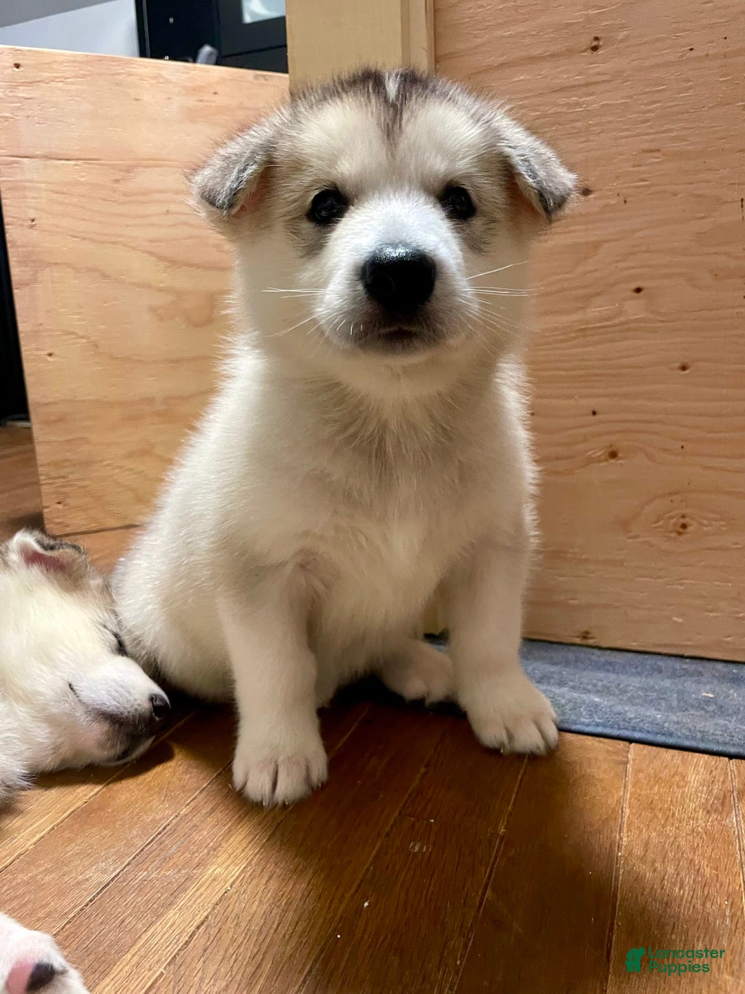 Alaskan Malamute dogs for sale: Denali - Image 2