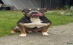American Bully dogs for sale: Brookie - Image 10