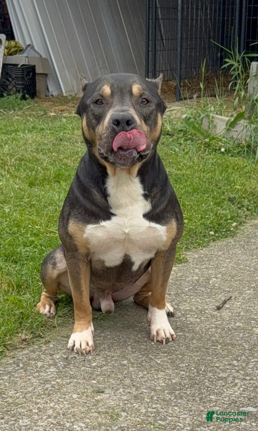 American Bully dogs for sale: Brookie - Image 10