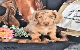Miniature Dachshund dogs for sale: Blondie Boy - Image 4