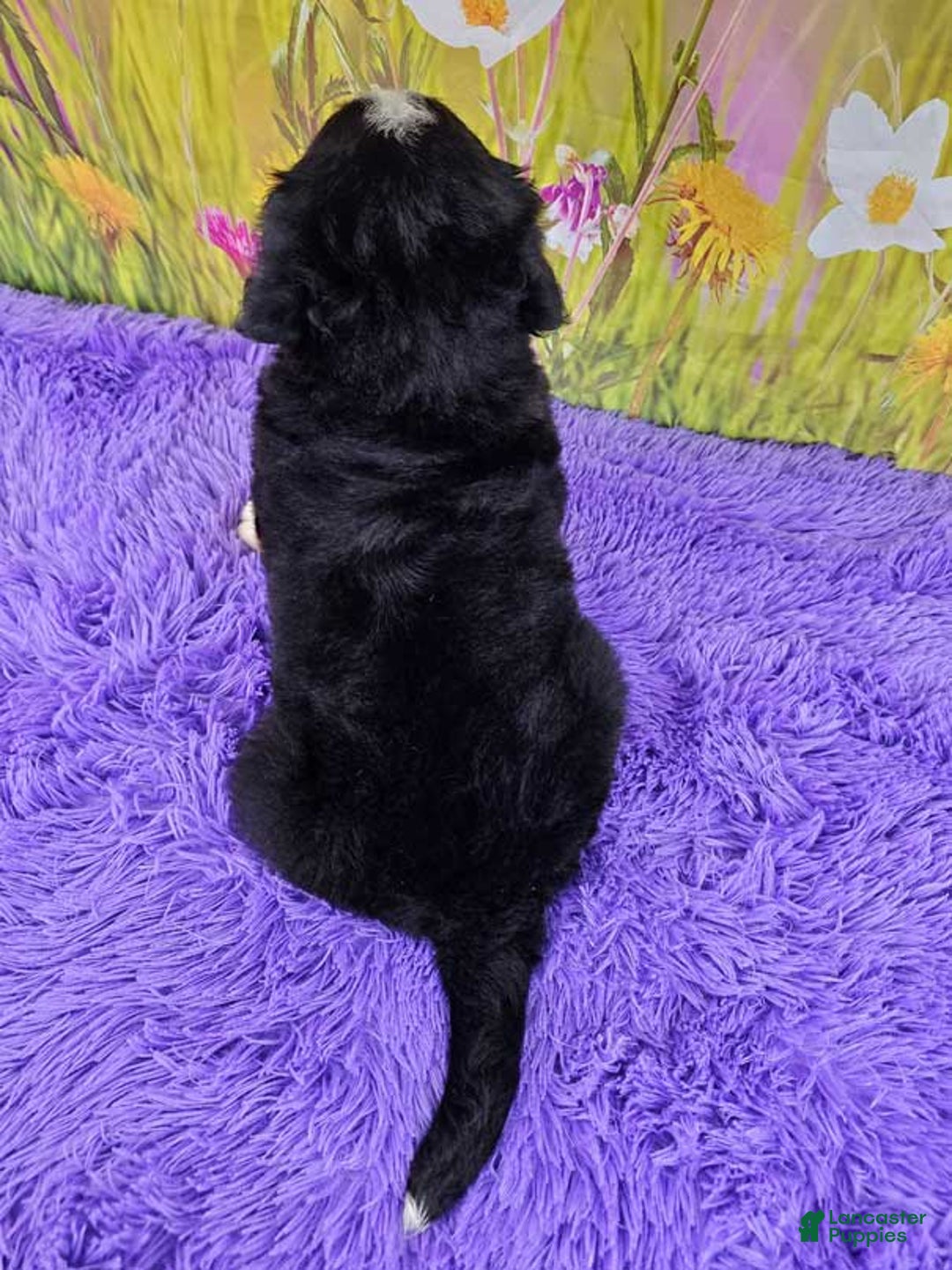 Bernese Mountain Dog dogs for sale: Sparkler - Image 1