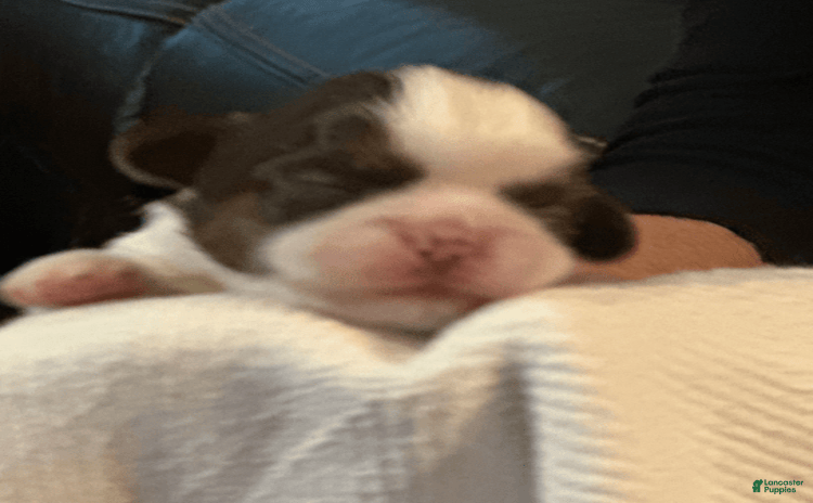 Shih Tzu dogs for sale - Ad 3