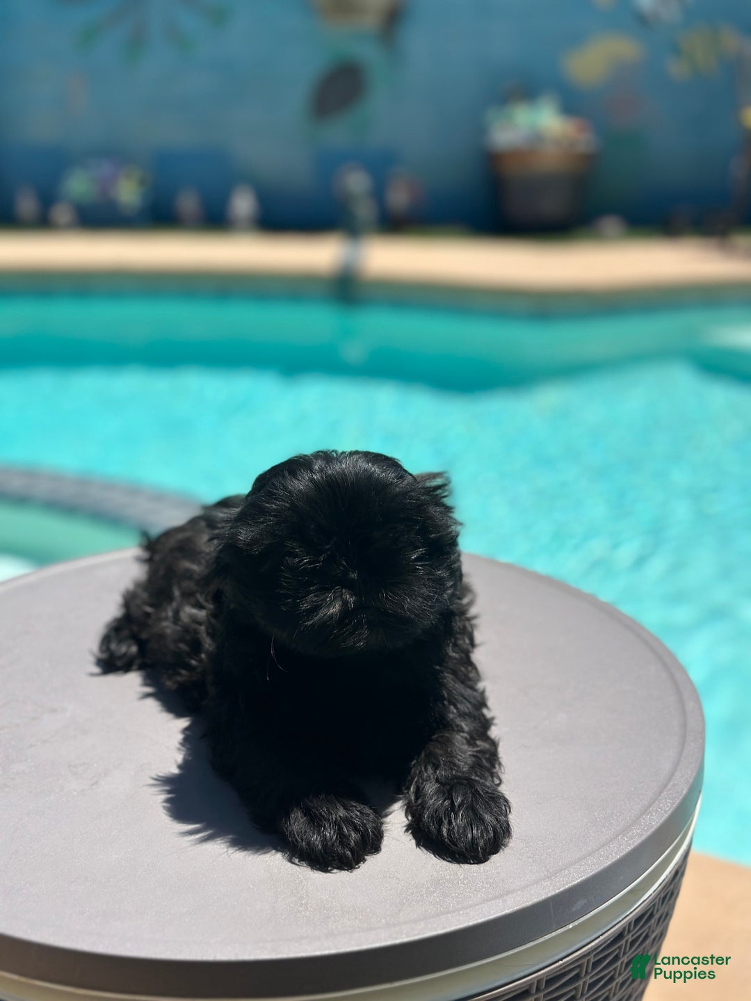Shih Tzu dogs for sale: Sasha - Image 5