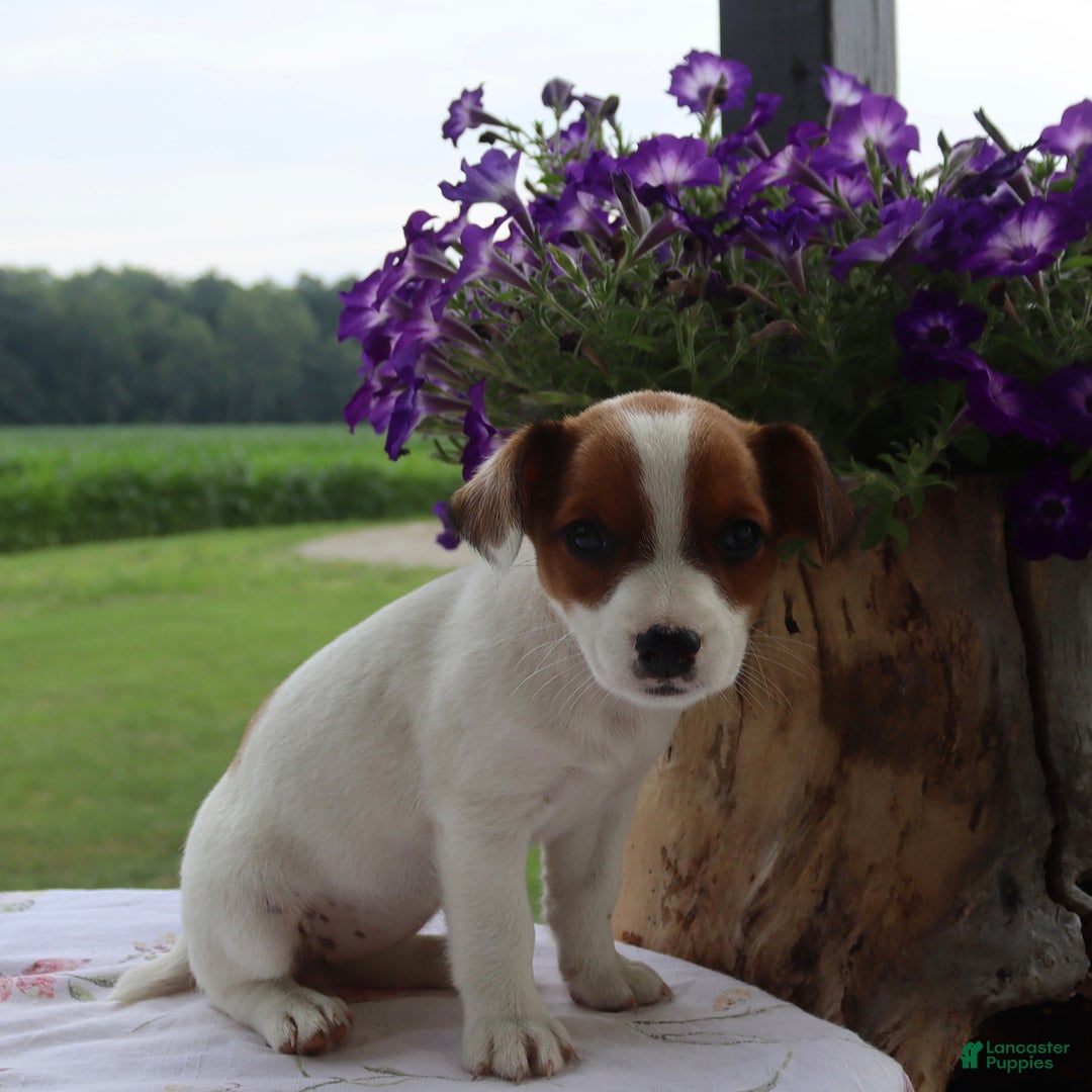 Jack Russell Terrier dogs for sale: Frisky - Image 2